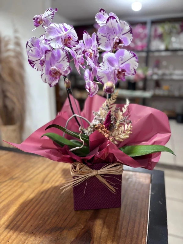 Orquídea Majestosa