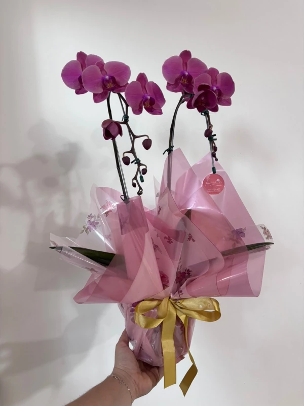 Orquidea Toque de Poesia